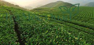 Trà Thiết Quan Âm Dạng Gói 250g QA62