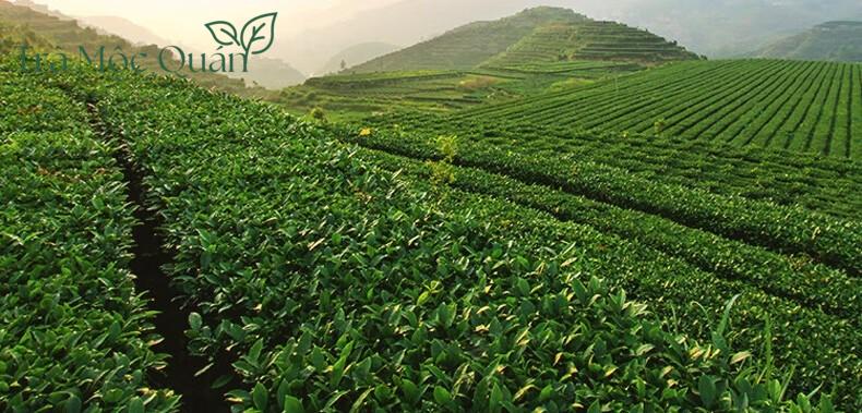 Trà Thiết Quan Âm Dạng Gói 250g QA62